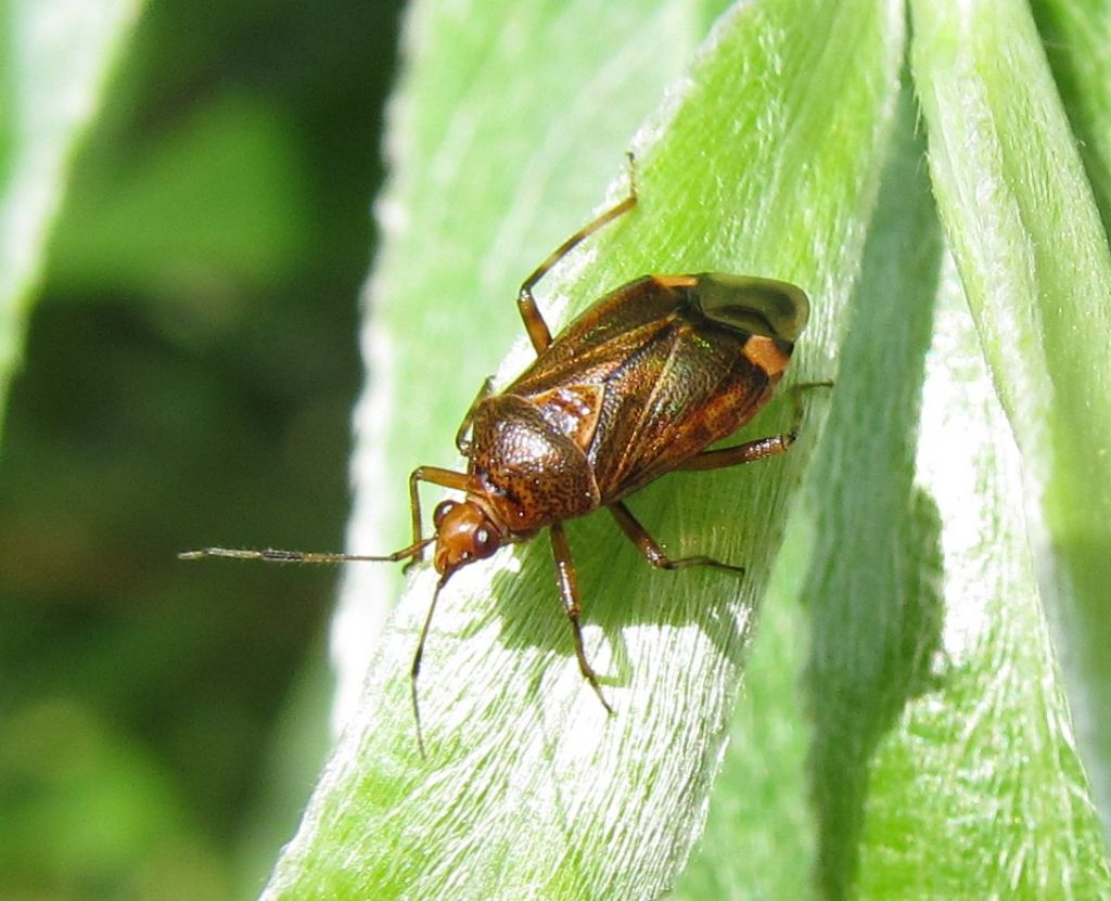 Miridae: Deraeocoris flavilinea adult and nymph from Turkey